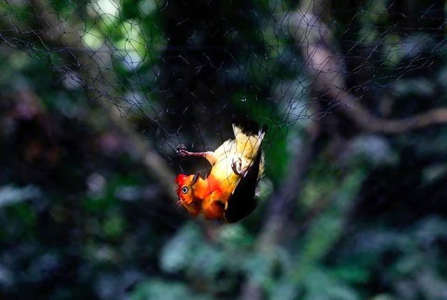 Birds living in artisanal gold mining areas have been found to have high mercury levels.