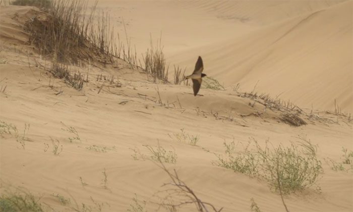 European swallow enduring a desert sandstorm.