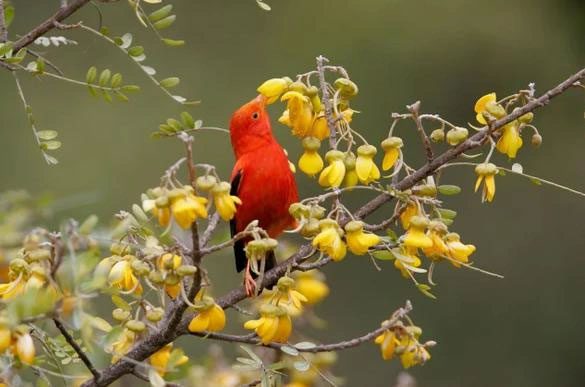 Hawaiian Honeycreeper