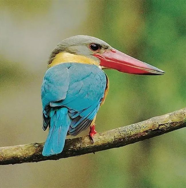 Broad-billed Kingfisher