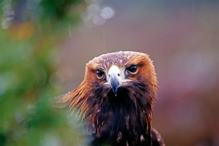 Birds of Prey