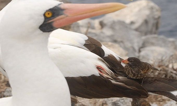 Vampire finch attacking a blue-footed booby.