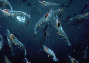 china accidentally discovers gold mine beneath the sea after huge amount of fish can support 1 4 billion people 129668