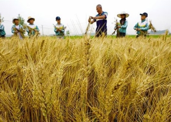 china completes gene editing map of rice 130467
