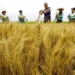 china completes gene editing map of rice 130467