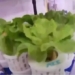 china declares harvest of cucumbers in space 130836
