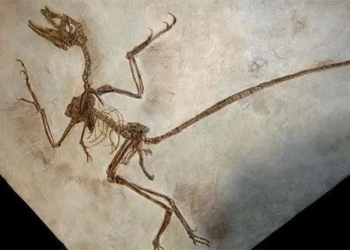 china discovers rare dinosaur fossil 130096