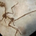 china discovers rare dinosaur fossil 130096