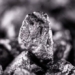 china introduces a type of luminous moss never seen before 130366