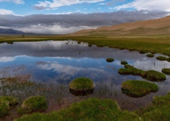 china leads the world in artificial forest area 129272