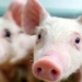 china successfully raises human like embryos in large lungs 129713