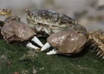 chinese crab invades uk 130410