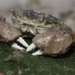 chinese crab invades uk 130410