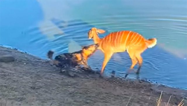 Attacked by wild dogs, the Nyala antelope struggles to fight back and survive.