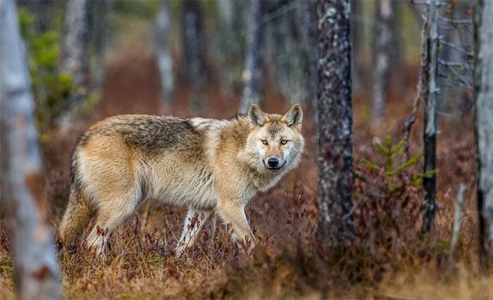 Try not to look directly into the wolf's eyes as they see this as a threat.