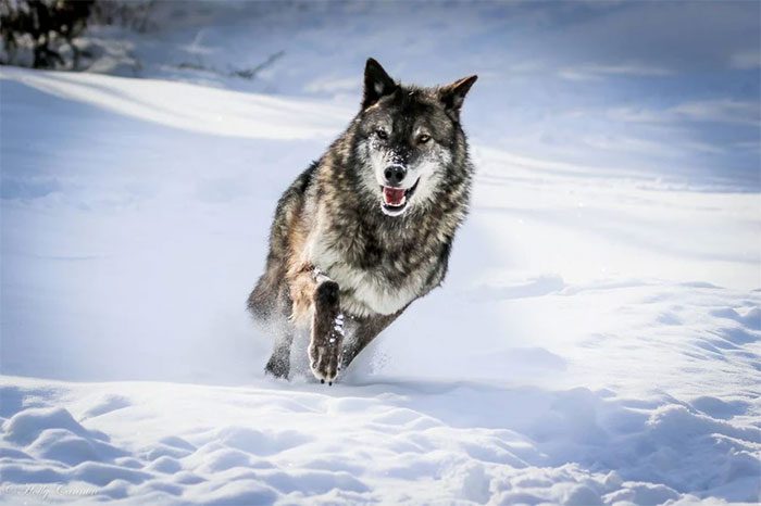 Wolves attack the neck and throat when they strike.