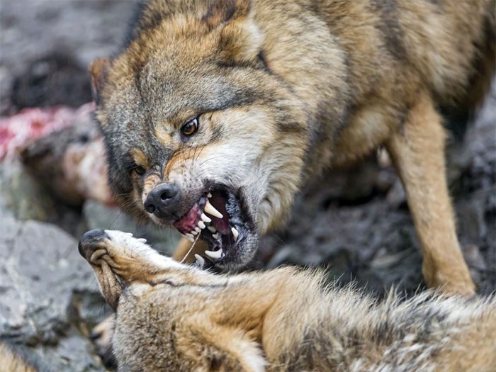 They have sharp teeth and strong jaws that can easily crush bones and flesh.