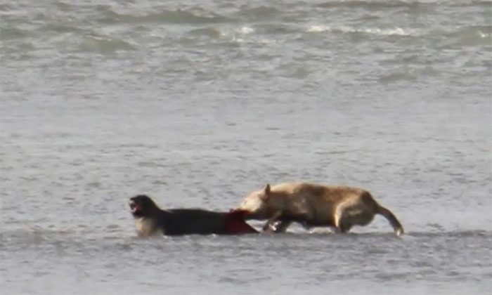 Wolves kill seals in Katmai National Park.