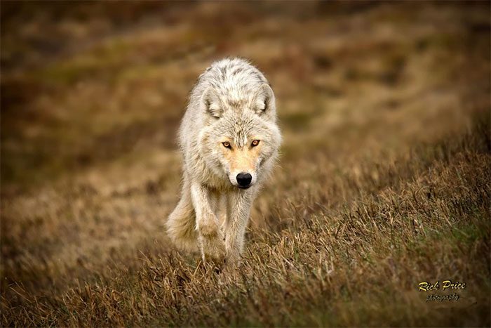 Wolves are highly intelligent animals.