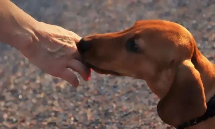 Dogs are trained to detect diseases in breath, plasma, urine...