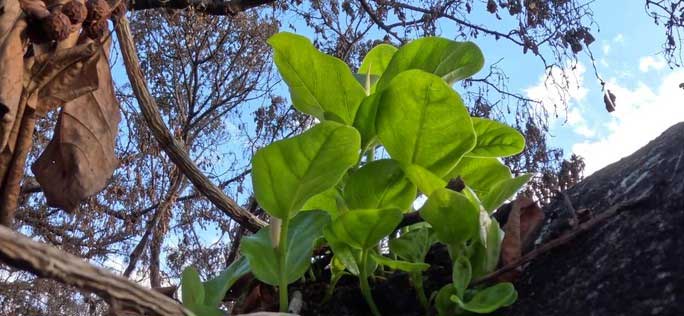 New leaves sprouting from a charred branch.