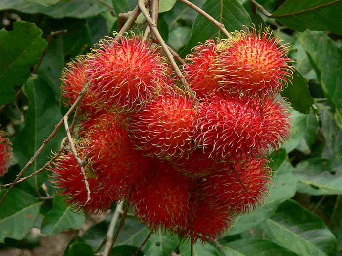 Rambutan provides iron, calcium, and phosphorus to the body