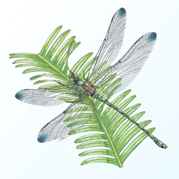 "Portrait" of a Triassic dragonfly