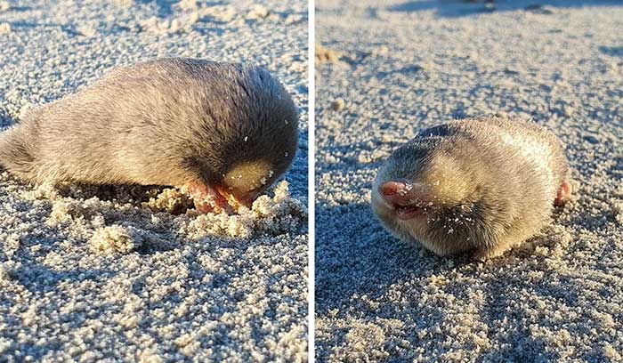 De Winton's Golden Mole has not been officially seen since 1936.