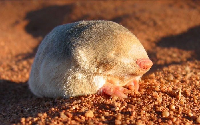 De Winton's Golden Mole