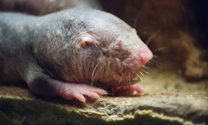 Naked mole rat