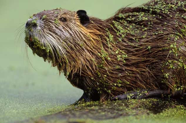 A coypu found in Louisiana, USA.