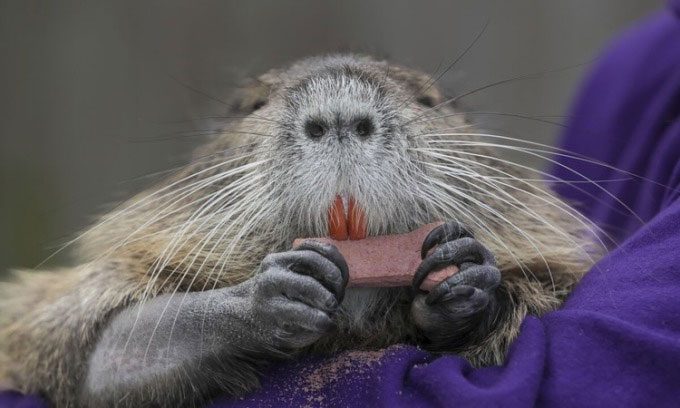 Coypu invading the U.S.