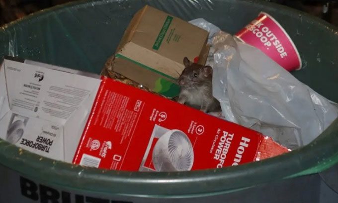 Trash cans provide an easy food source for rats in New York.