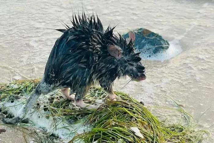 A long-haired mouse on the beach of Karumba in Queensland, Australia.