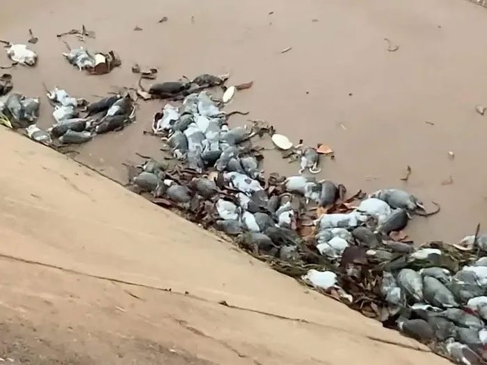 Dead long-haired mice washed up on the beach.