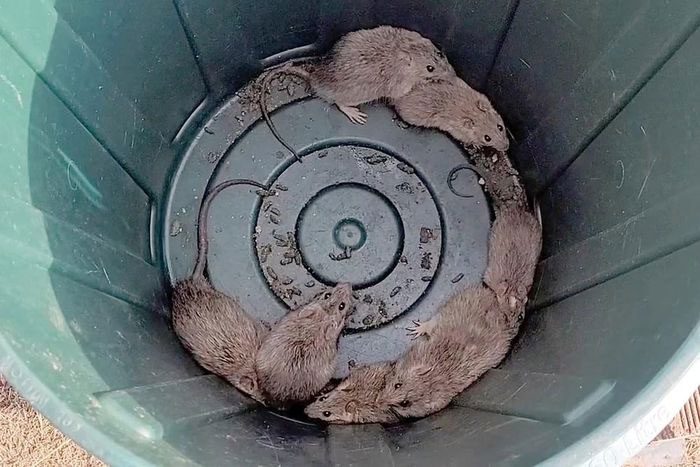 Long-haired mice caught in a trash can in Normanton, Australia
