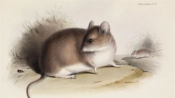 Mummified mice sometimes found related to rituals