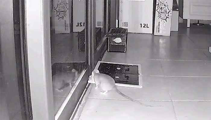 The animal moved the trap out of its path and calmly escaped.