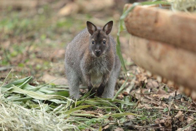 4 kangaroo individuals discovered, scientifically named Notamacropus rufogriseus
