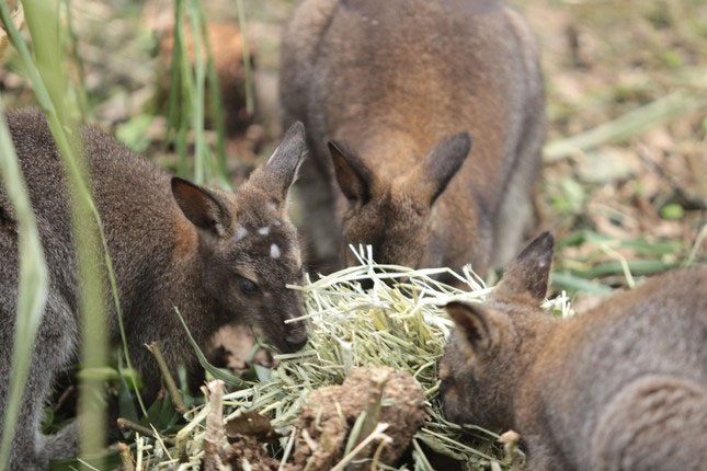 The main diet of these kangaroos is dry grass and fruits.