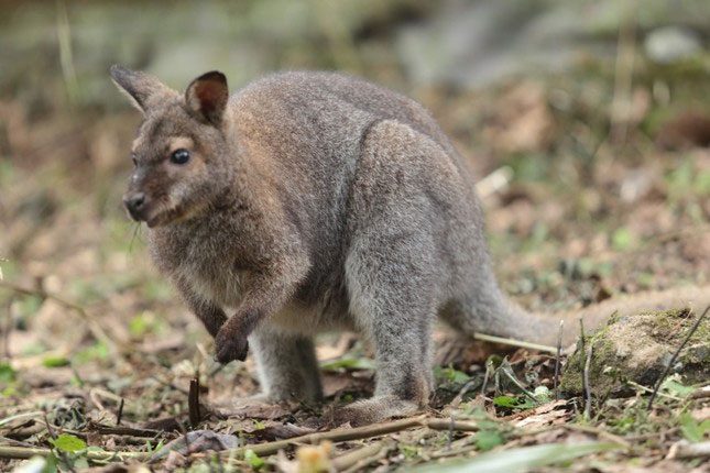 Currently, all four kangaroo individuals are very healthy.