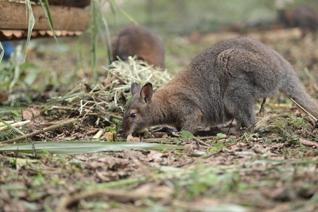 On the morning of November 9, two other kangaroos were discovered along a commune road, near a shrub area.