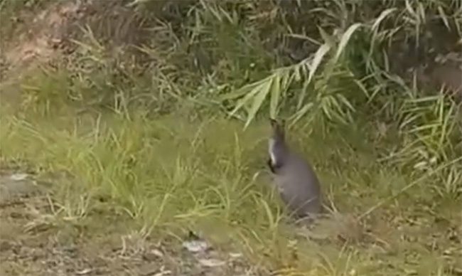 A wallaby found by the roadside.