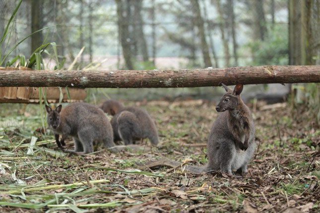 Kangaroos in Cao Bằng