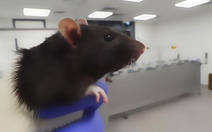 Trained mice can detect toluene