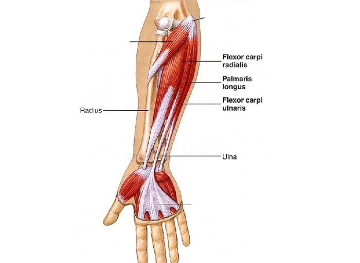 Muscle structure of palmaris longus in the forearm.