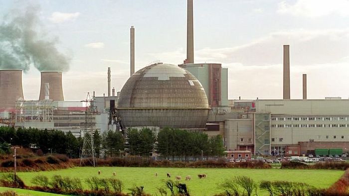 Cows grazing near the Sellafield nuclear recycling facility in Cumbria, England.