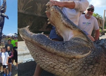 coast guard captures large crocodile over 4 meters long in 4 hour operation 129787