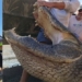 coast guard captures large crocodile over 4 meters long in 4 hour operation 129787
