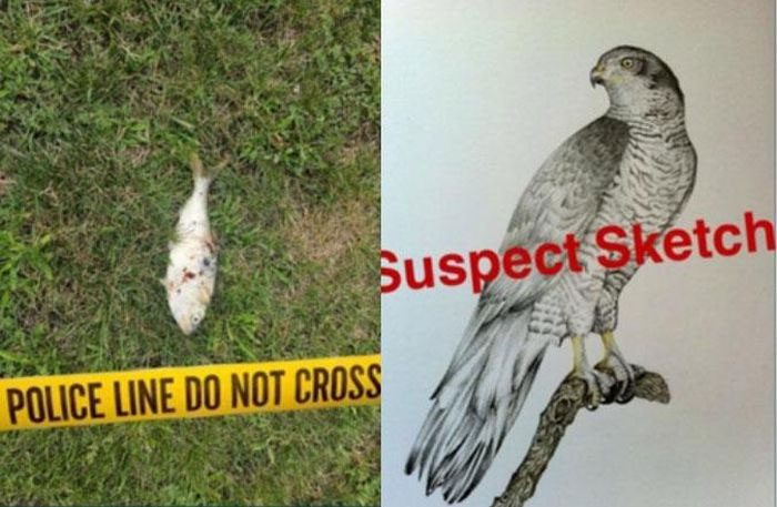 The fish and the "culprit" that caused a power outage affecting over 2,100 people in the town.